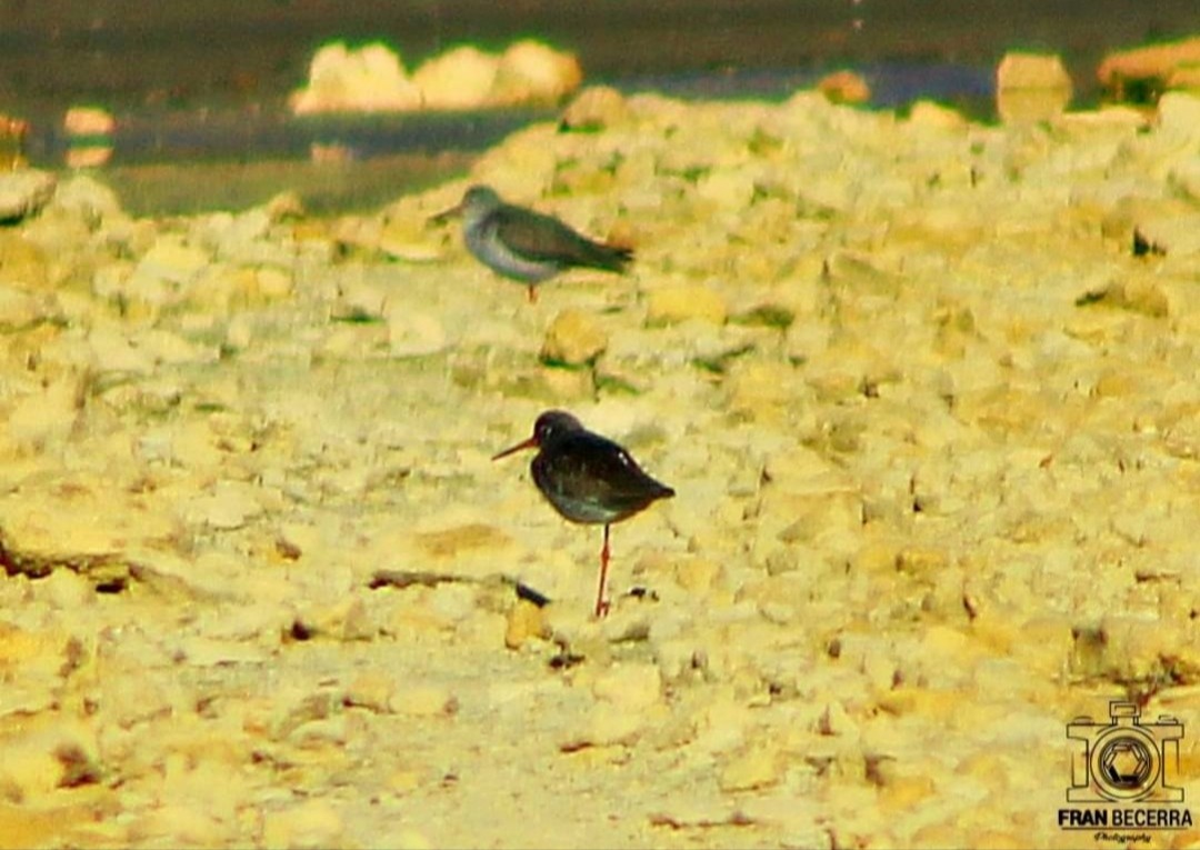 Spotted Redshank - ML434036931
