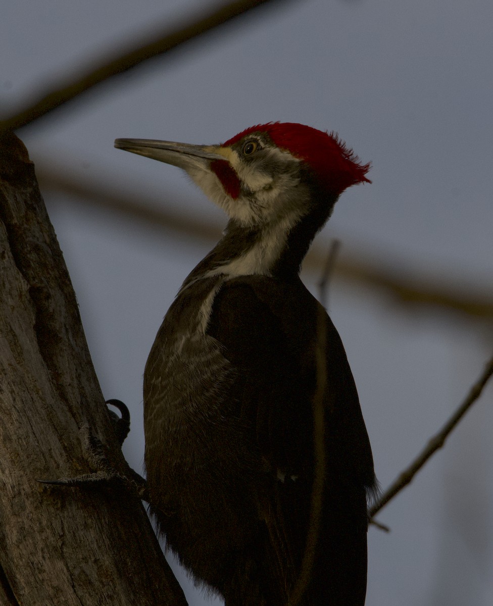 Pileated Woodpecker - ML434037401