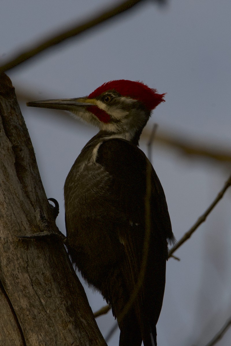 Pileated Woodpecker - ML434038361
