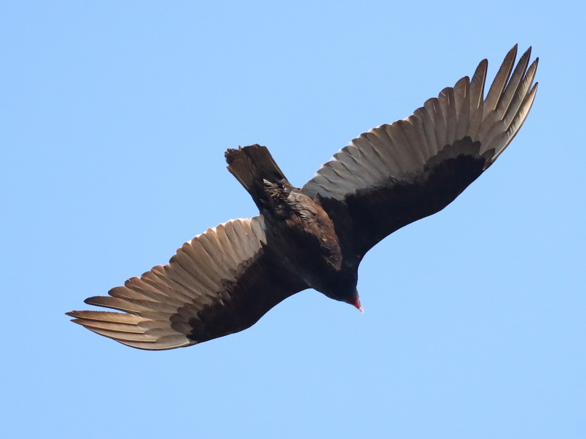 Turkey Vulture - ML434038571