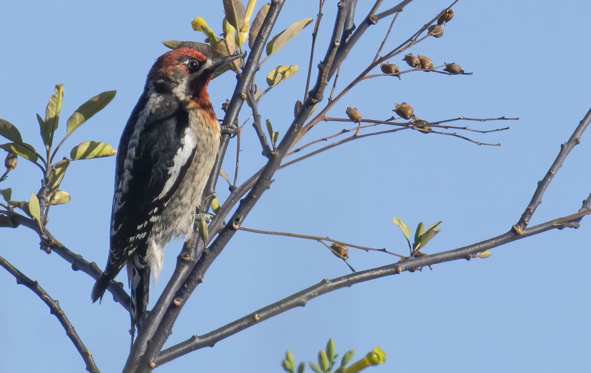Red-naped x Red-breasted Sapsucker (hybrid) - ML434040801