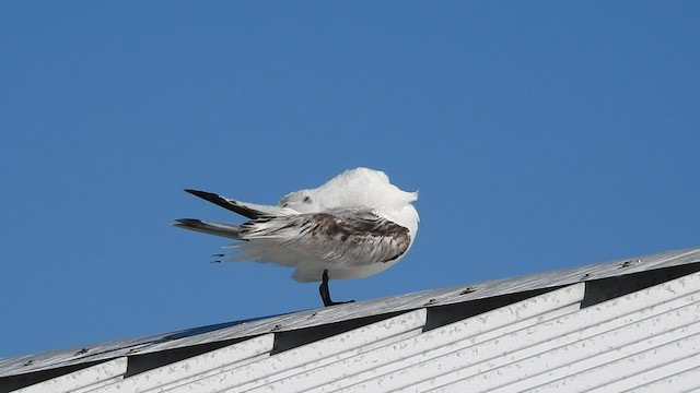 Black-legged Kittiwake - ML434042531