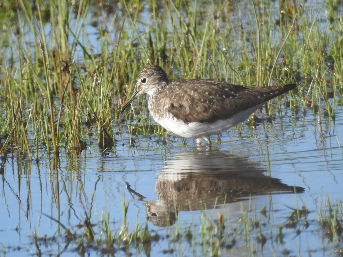 Solitary Sandpiper - Wendy Meehan