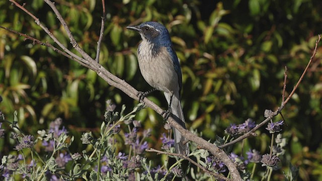 California Scrub-Jay - ML434044761