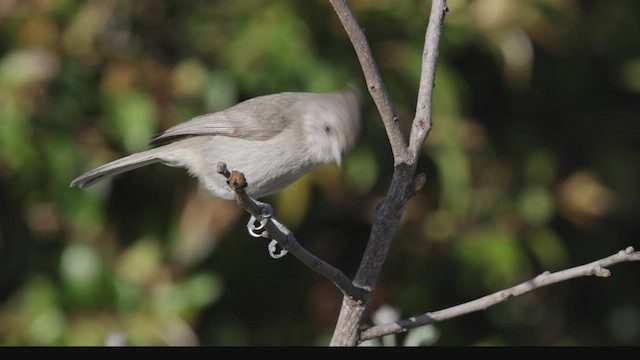 Mésange unicolore - ML434046131