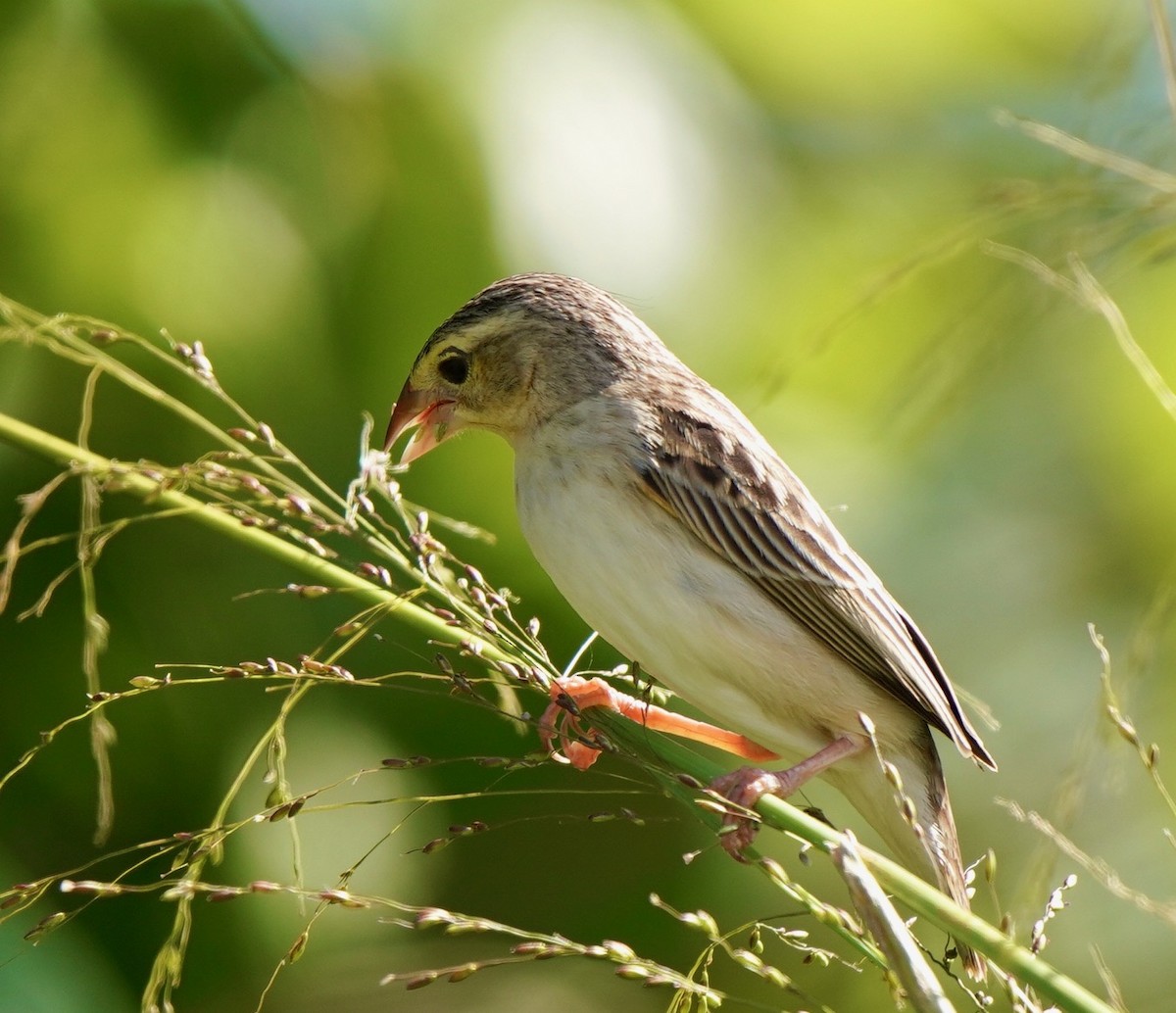 Northern Red Bishop - ML434047391