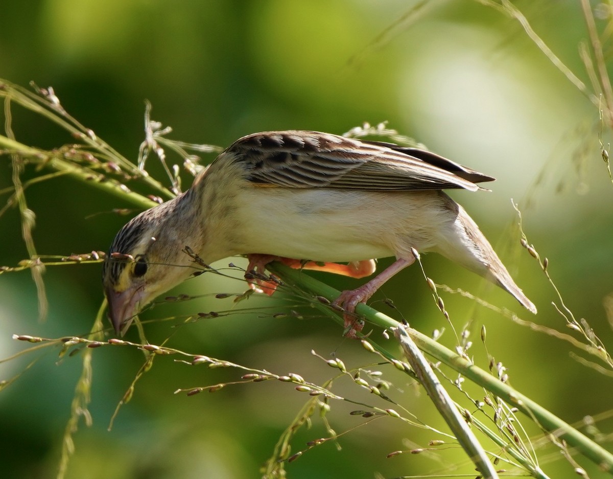 Northern Red Bishop - ML434047441