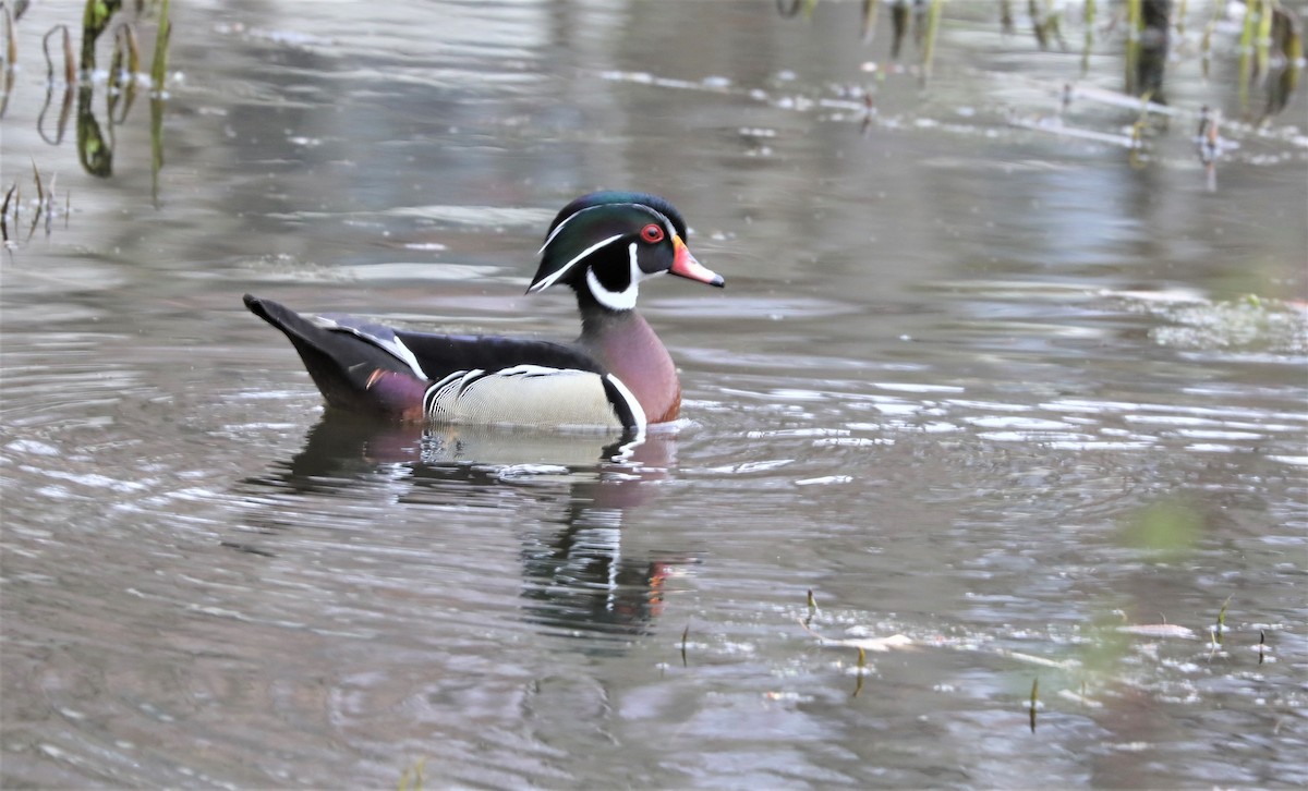 Wood Duck - ML434048341