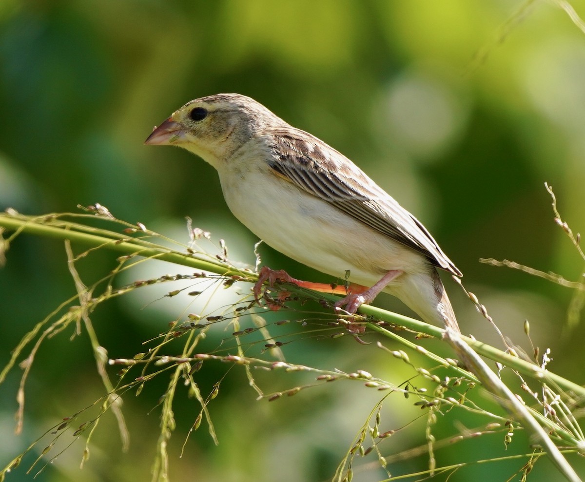 Northern Red Bishop - ML434048991