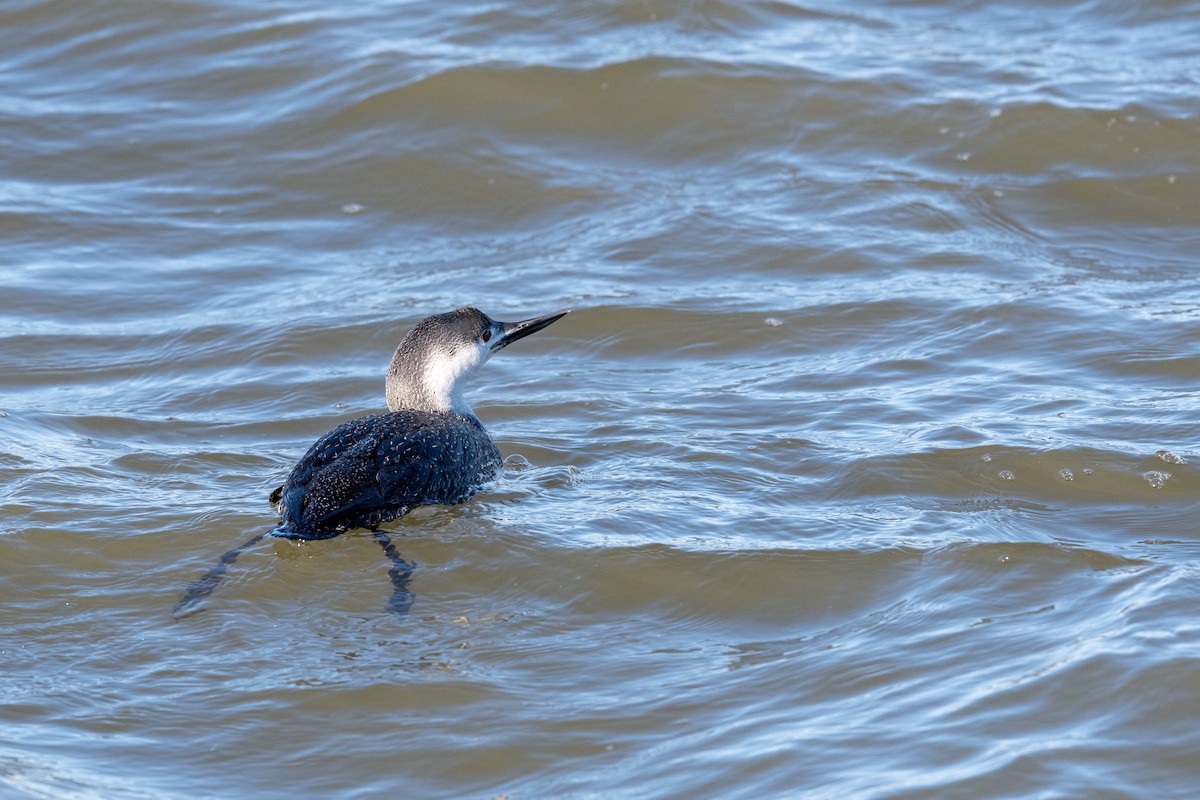 Red-throated Loon - ML434050191