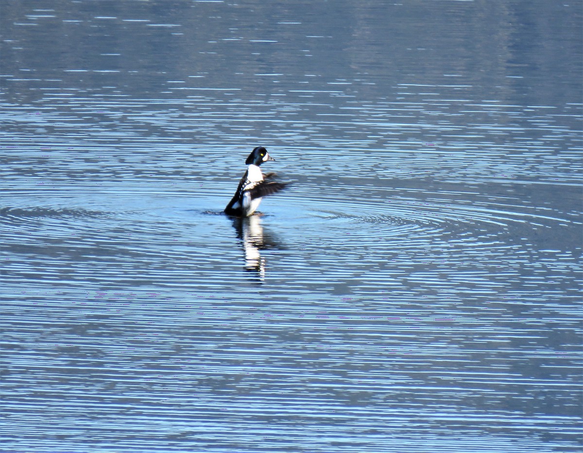 Barrow's Goldeneye - ML434050711