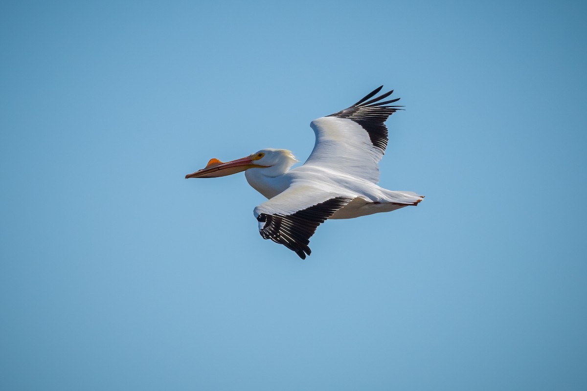 pelikán severoamerický - ML434051181