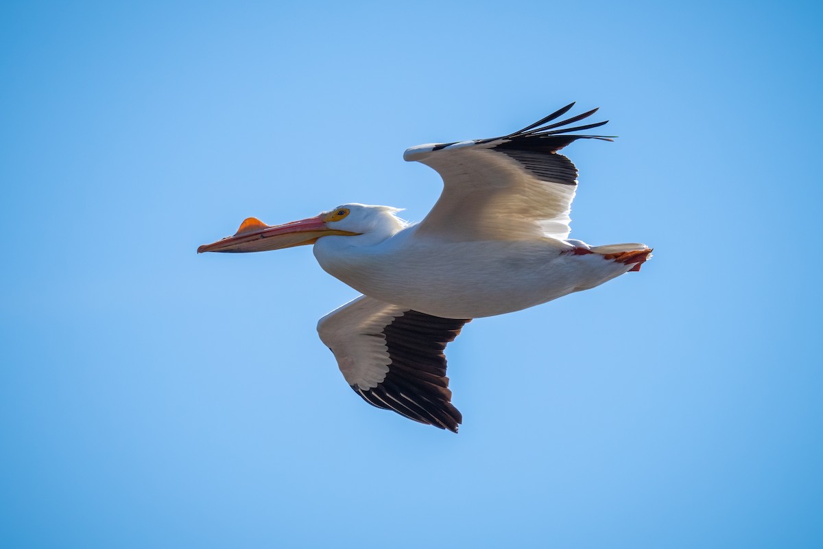 American White Pelican - ML434051201