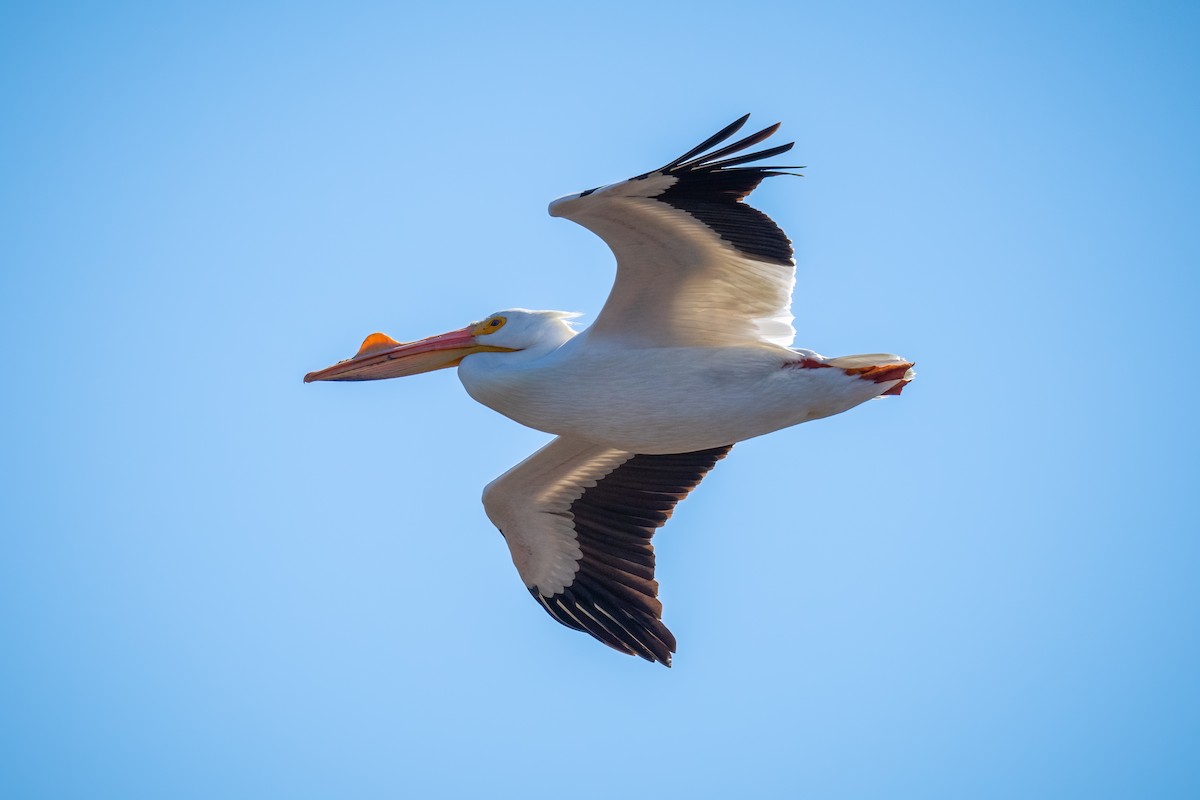 pelikán severoamerický - ML434051211