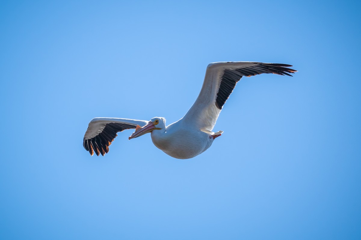 American White Pelican - ML434051231