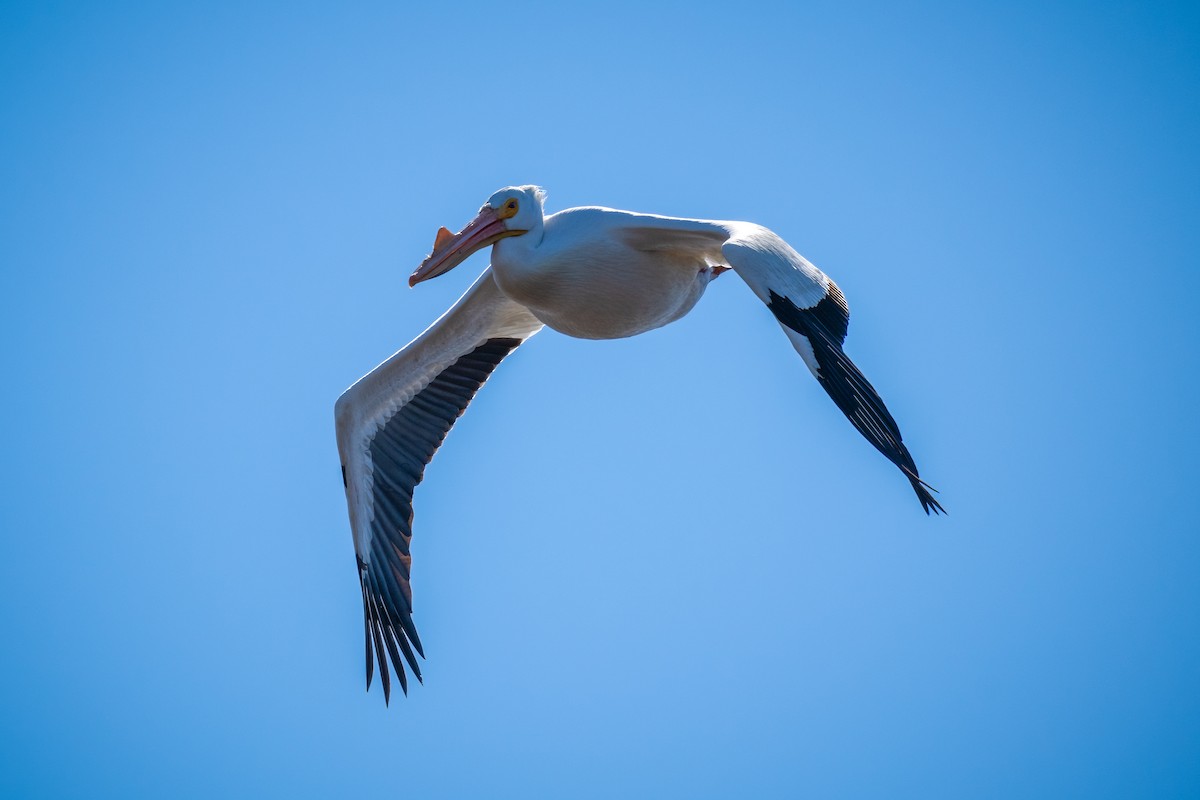 American White Pelican - ML434051241