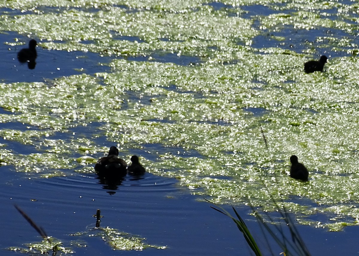 Common Gallinule (American) - ML434051441