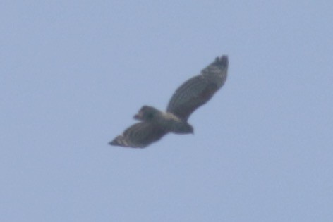 Red-shouldered Hawk - ML434051551