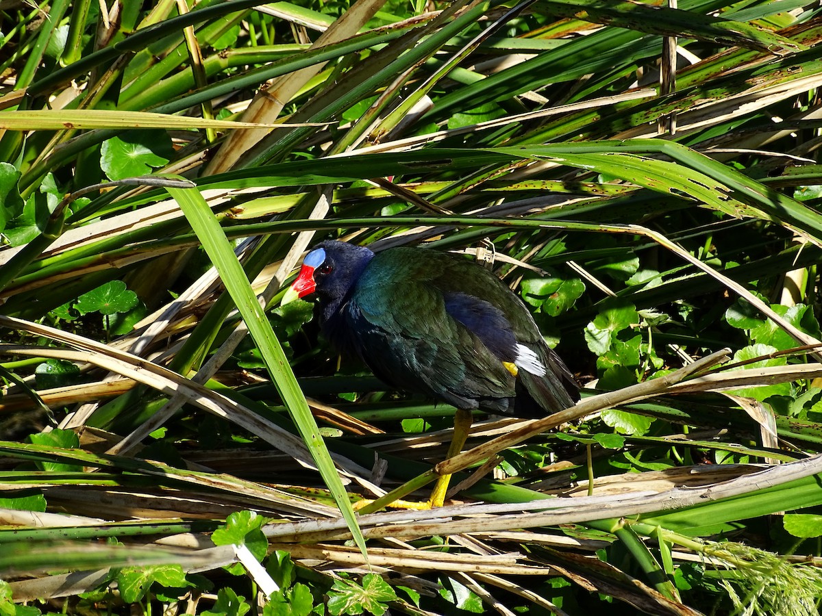 Purple Gallinule - ML434051861