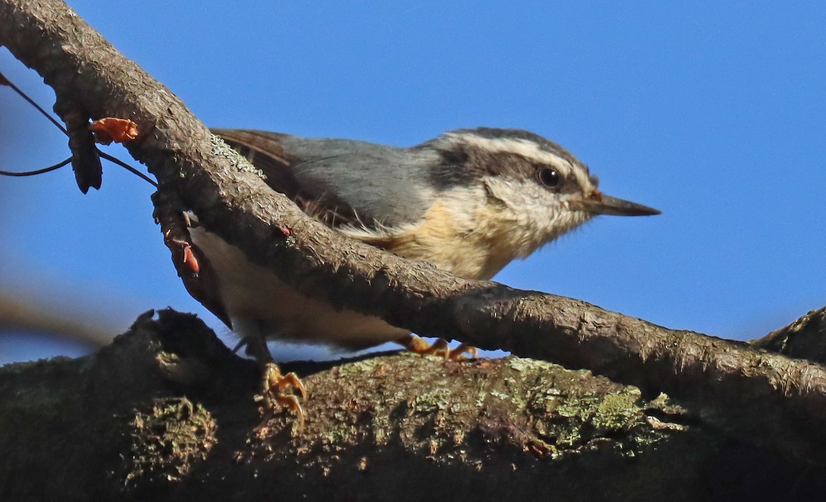 Red-breasted Nuthatch - ML434052111
