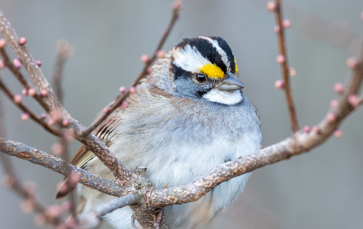 White-throated Sparrow - ML434052221