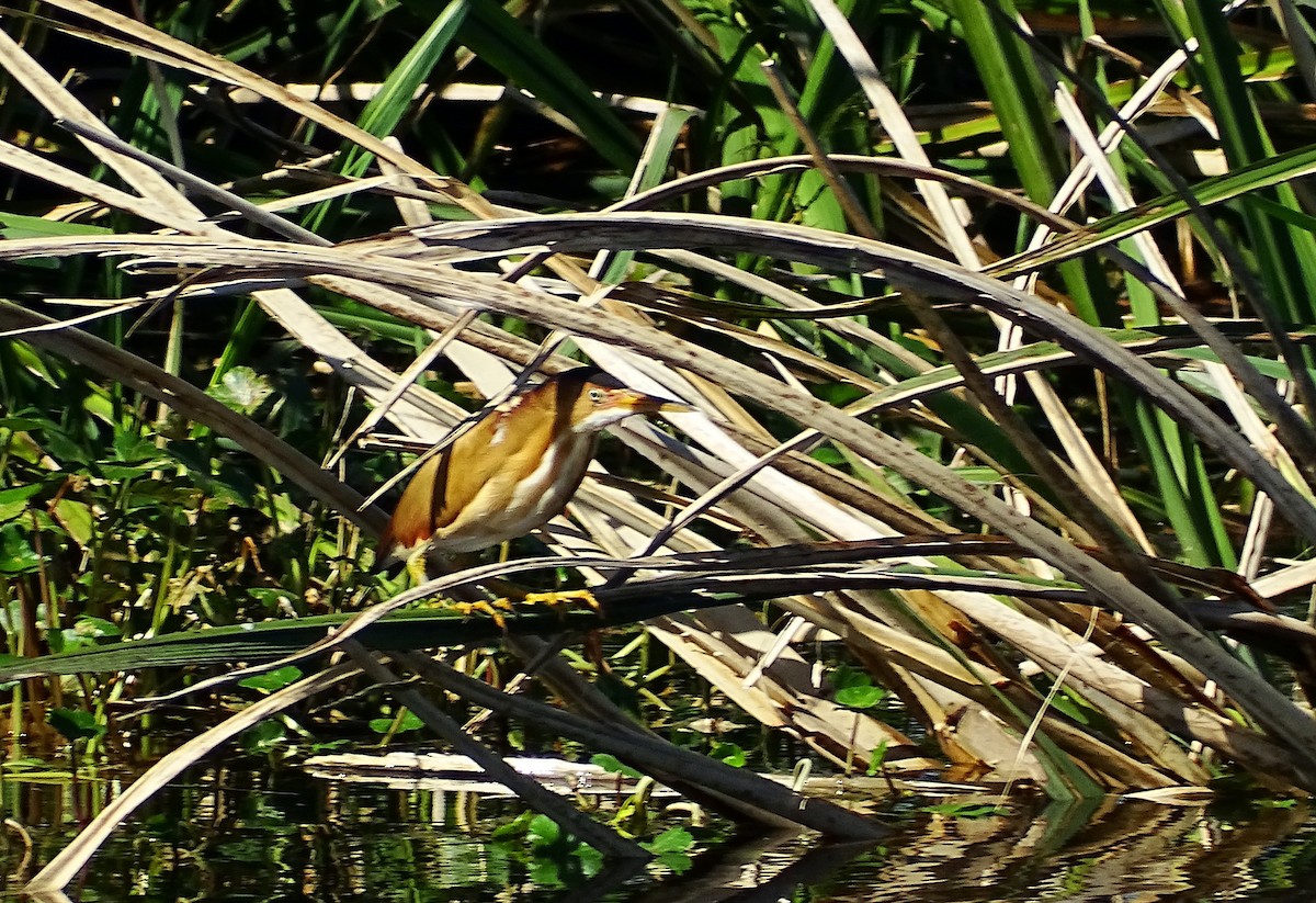 Least Bittern - ML434052231