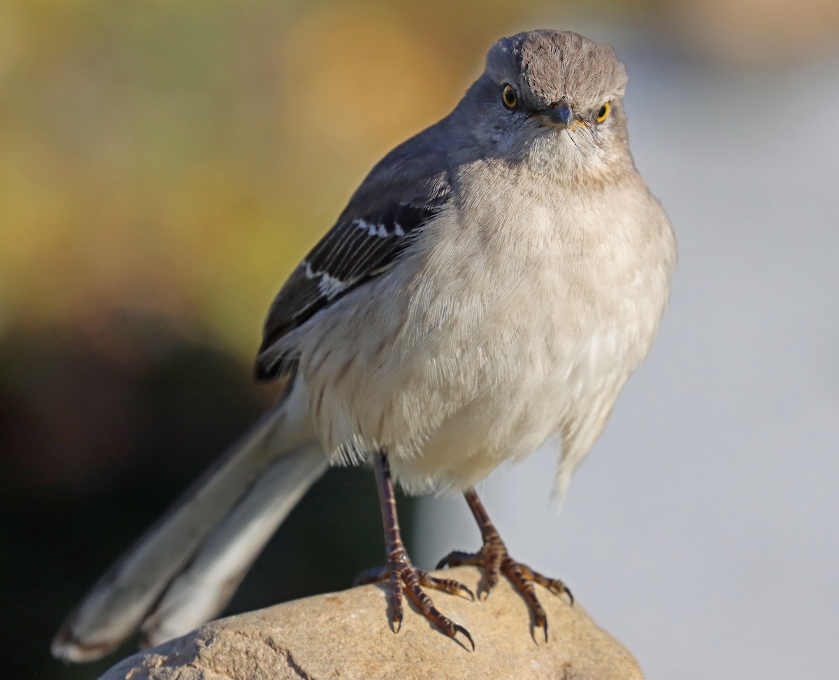 Northern Mockingbird - ML434052251