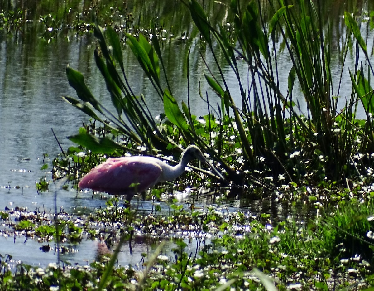 Roseate Spoonbill - ML434052321