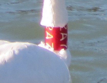 Trumpeter Swan - ML434052341