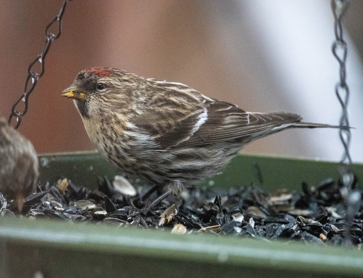 Common Redpoll (rostrata/islandica) - ML434052361