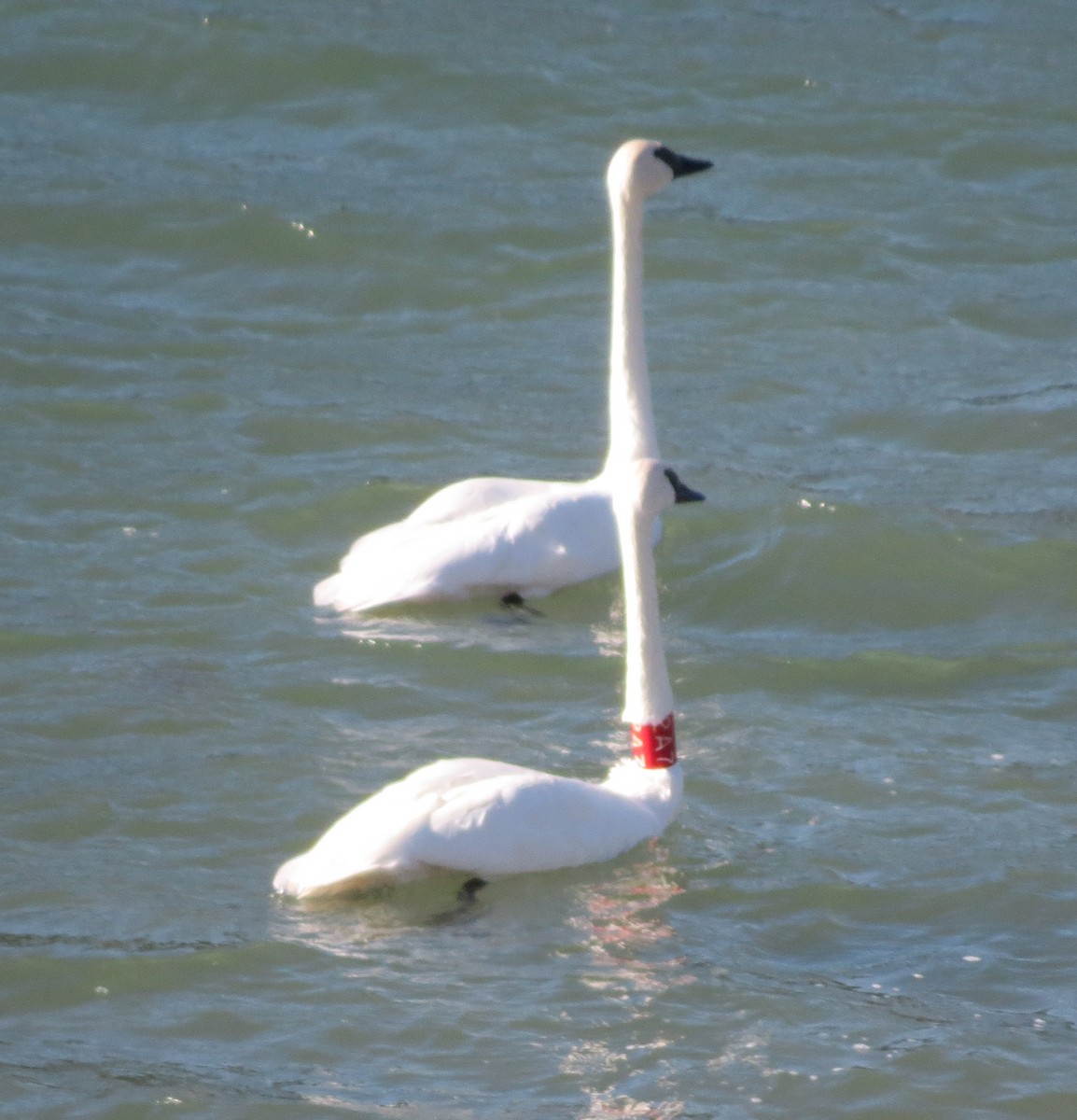 Trumpeter Swan - ML434052381