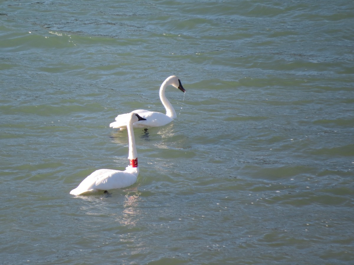 Trumpeter Swan - ML434052421