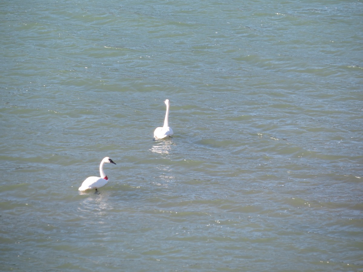 Trumpeter Swan - ML434052451