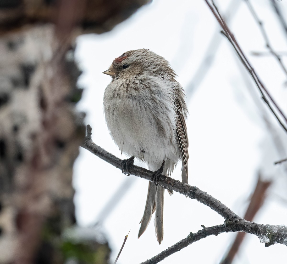 Hoary Redpoll - Yannick Fleury