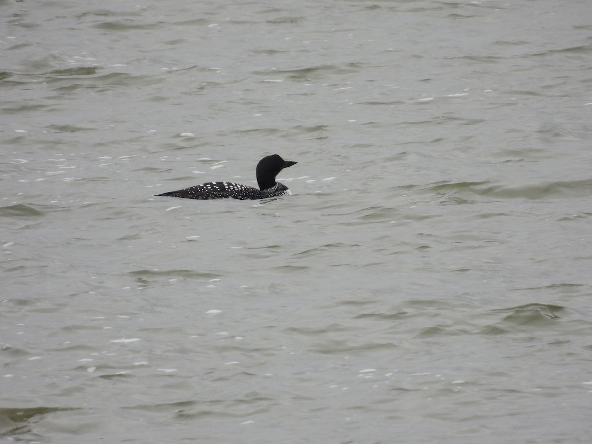 Common Loon - ML434053471