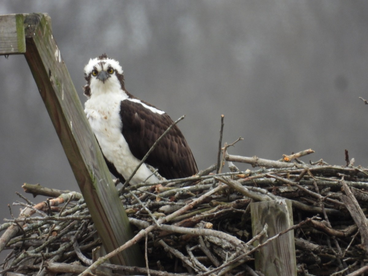 Osprey - Betsy Anteau