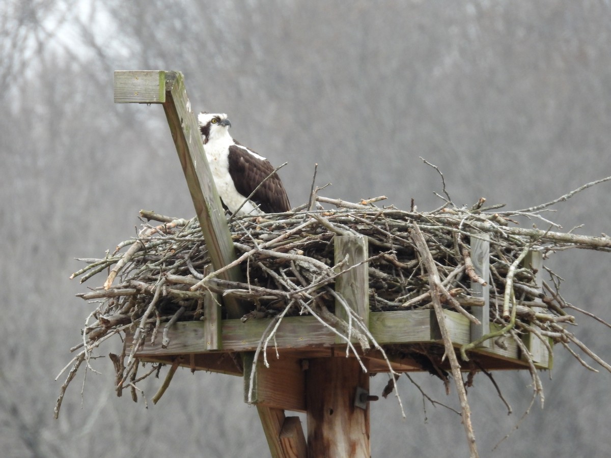 Osprey - Betsy Anteau