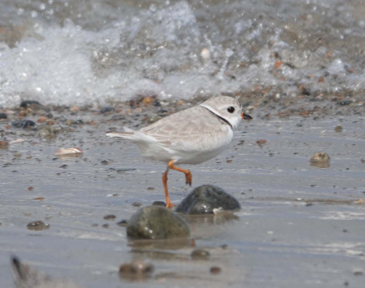 Piping Plover - ML434053931