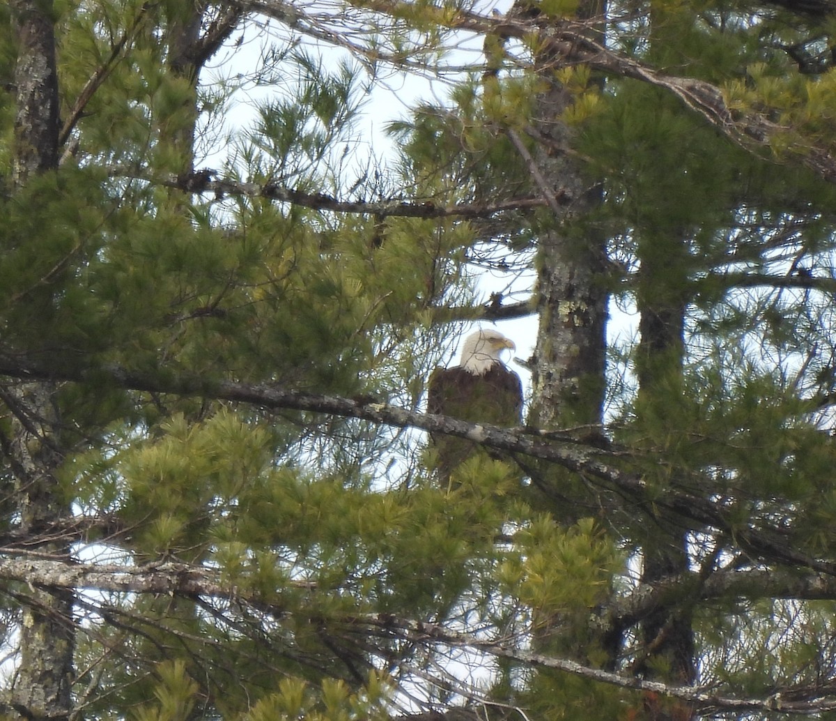 Bald Eagle - Alison Rhodes