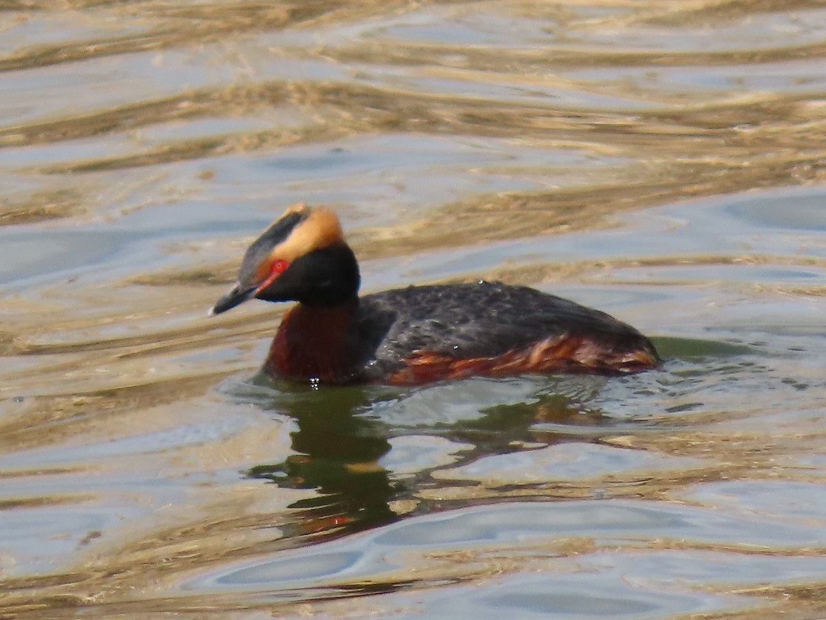 Horned Grebe - ML434054731