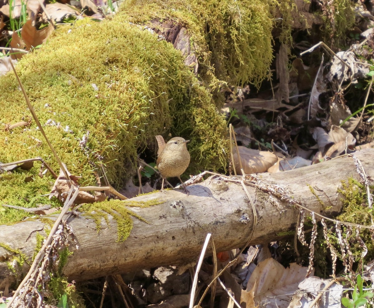 Winter Wren - ML434054841