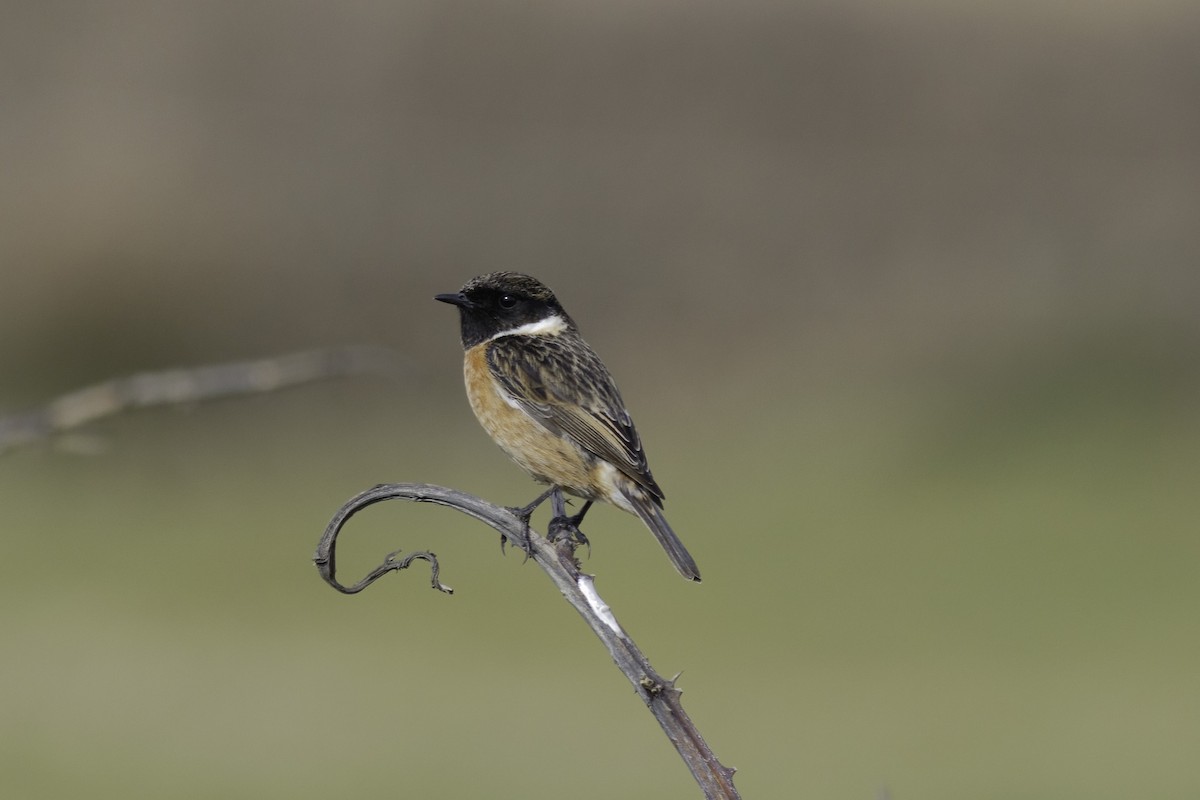 European Stonechat - ML434054881