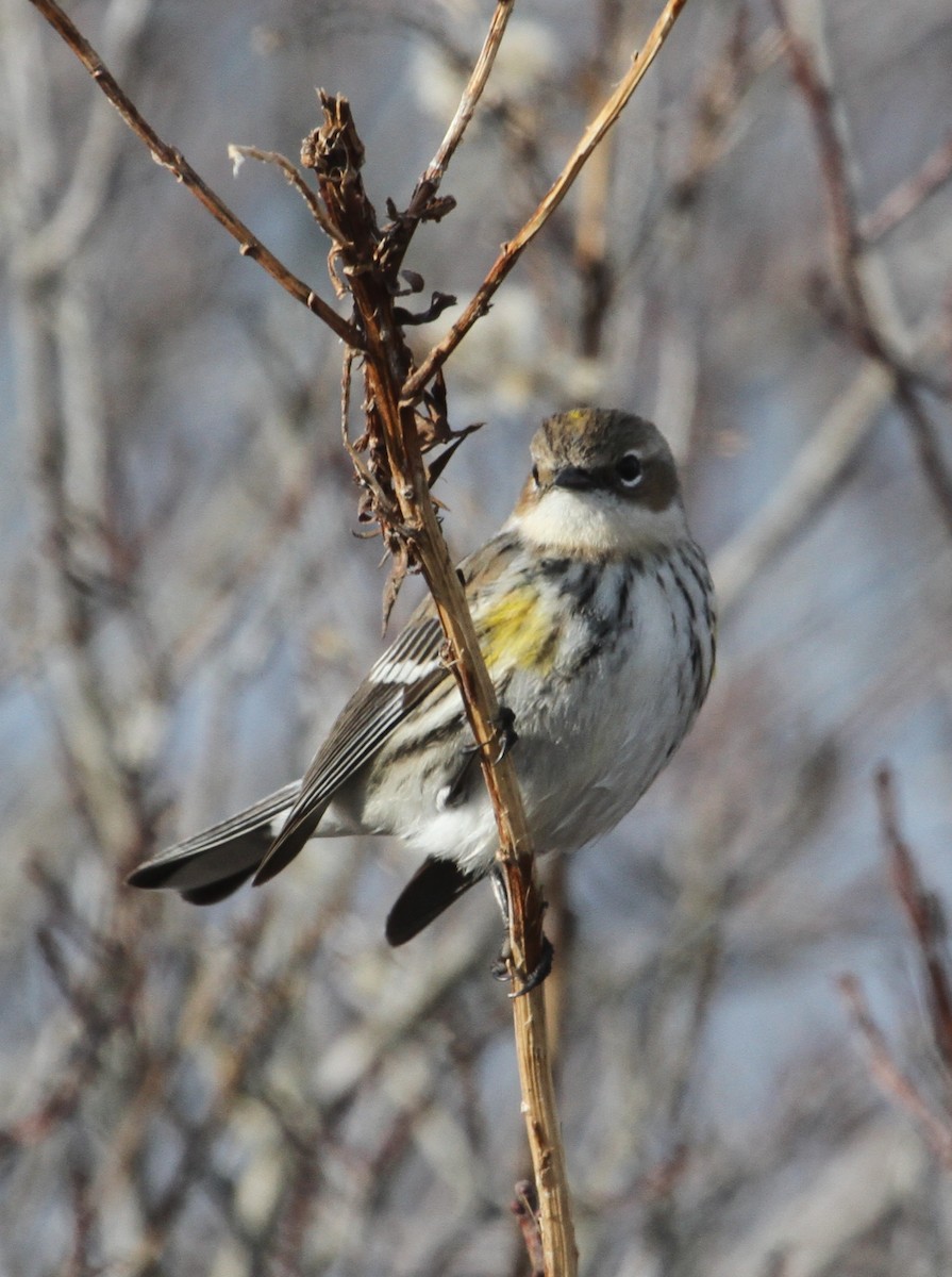 Yellow-rumped Warbler (Myrtle) - ML43405551