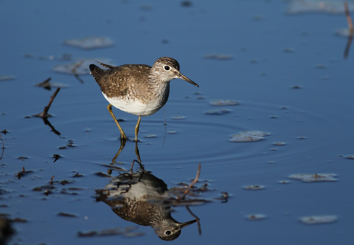 Solitary Sandpiper - Jay McGowan