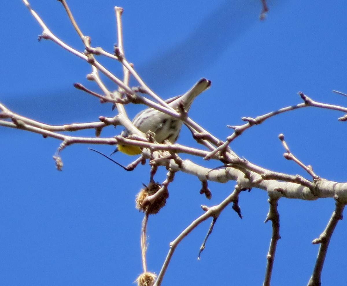 Yellow-throated Warbler - ML434056081