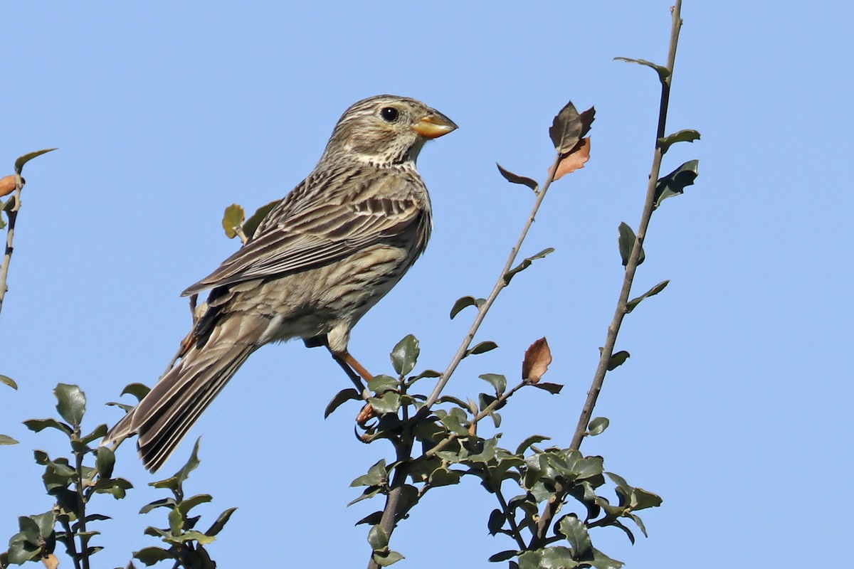 Corn Bunting - Francisco Barroqueiro