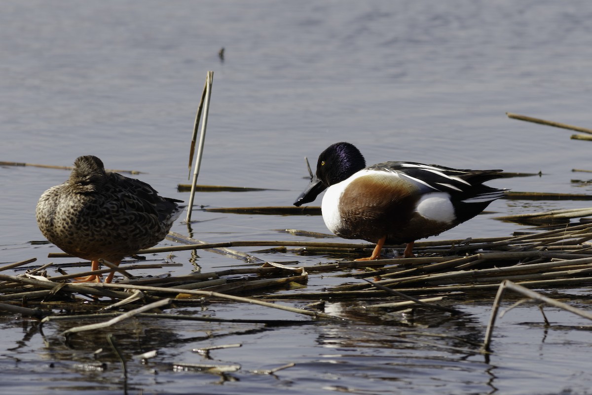 Northern Shoveler - Iain Robson