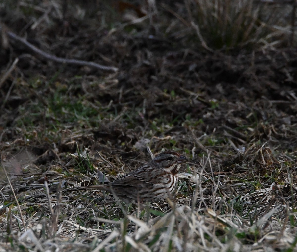 Song Sparrow - ML434058731