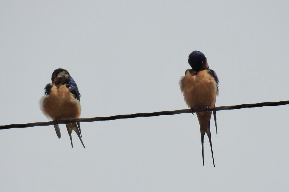 Barn Swallow - ML434062381