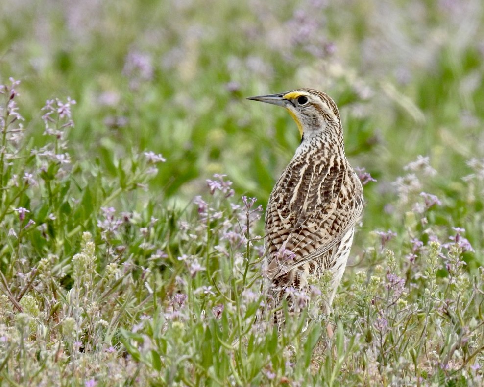 Western Meadowlark - ML434062591